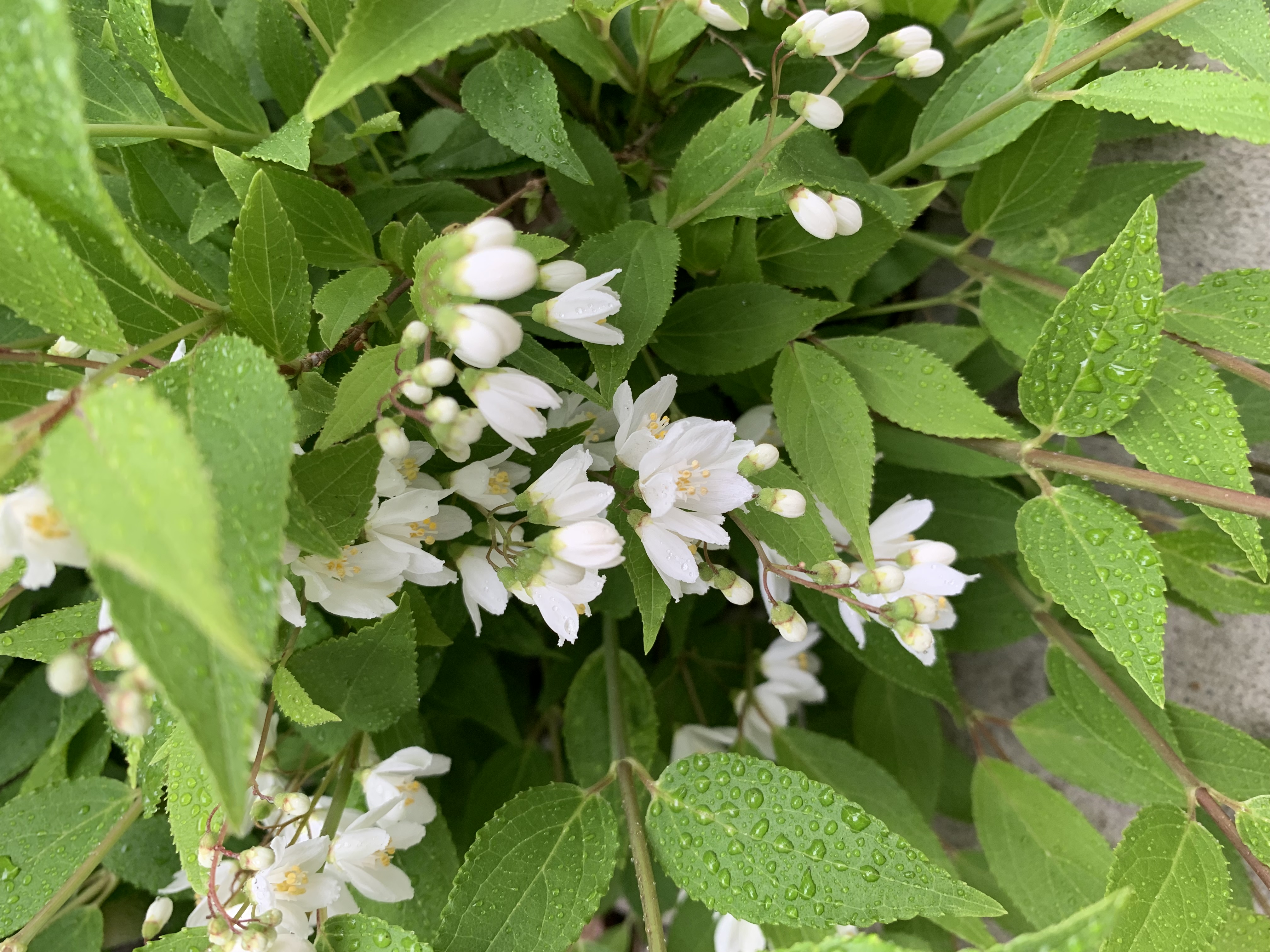 占い師雷生のお気に入り写真2